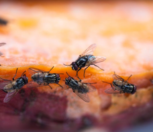 unichem agro sredstvo protiv gamadi sredstvo protiv muha sredstvo protiv insekata