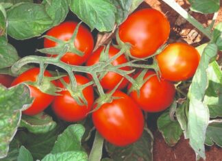 rajčice za industrijsku preradu