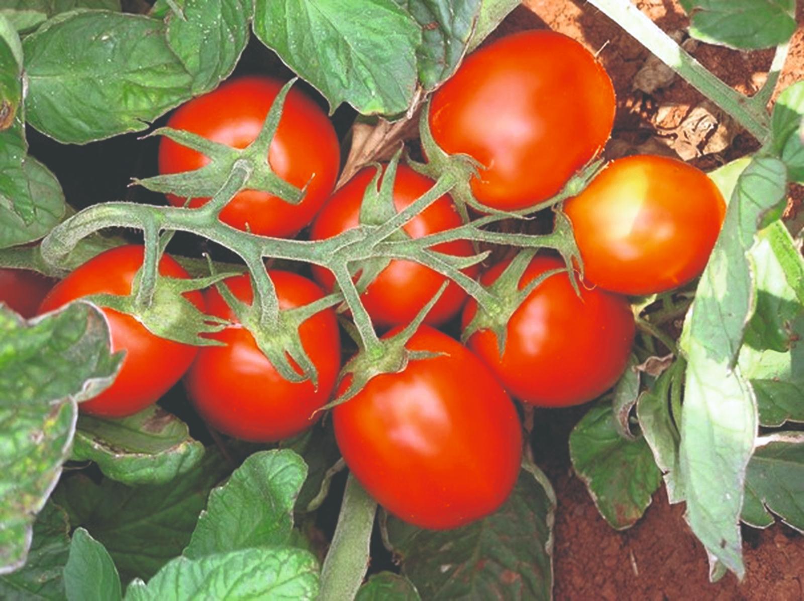 rajčice za industrijsku preradu