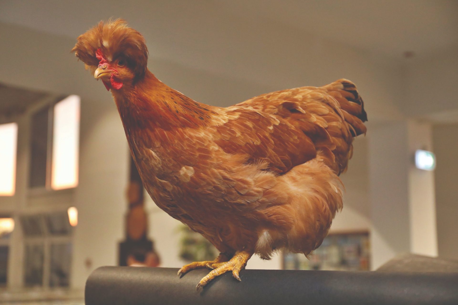 Posavska kukmasta kokoš postaje izvorna pasmina domaćih životinja ...