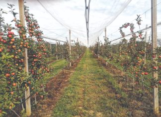 voćnjak upisnik voćnjaka
