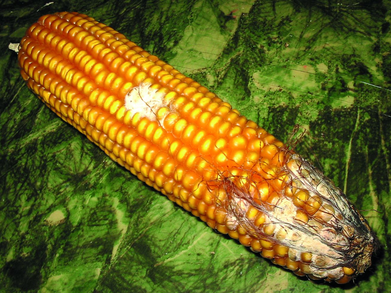 bolesti kukuruza urod kukuruza