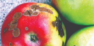 kontrola bolesti jabuke