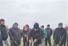 zimska rezidba voća orezivanje voća