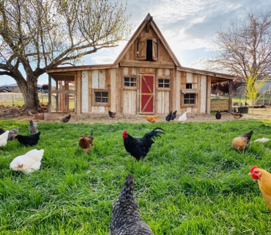 Veća dobrobit životinja donosi korist gospodarstvu