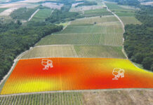 digitalizacija vinogradarske proizvodnje