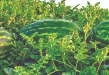 ispaltivost uzgoja lubenica uzgoj lubenica lubenice