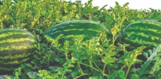 ispaltivost uzgoja lubenica uzgoj lubenica lubenice