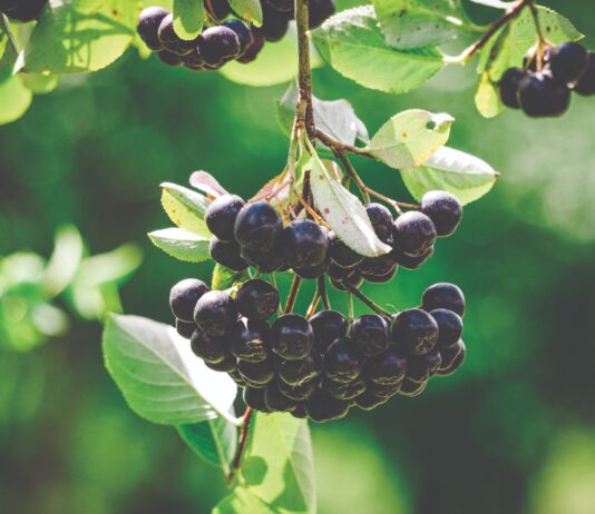 Aronija – je li i dalje popularna i isplativa?