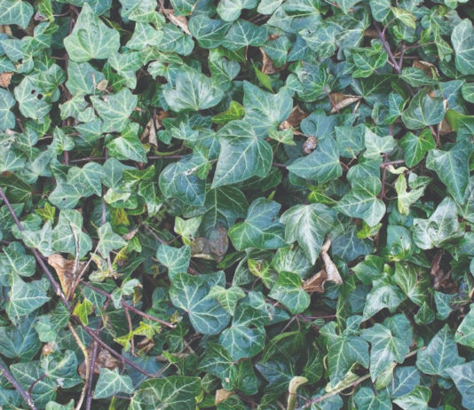 Samonikle ljekovite šumske biljke- zdravlje iz šume (2) samonikle ljekovite šumske biljke