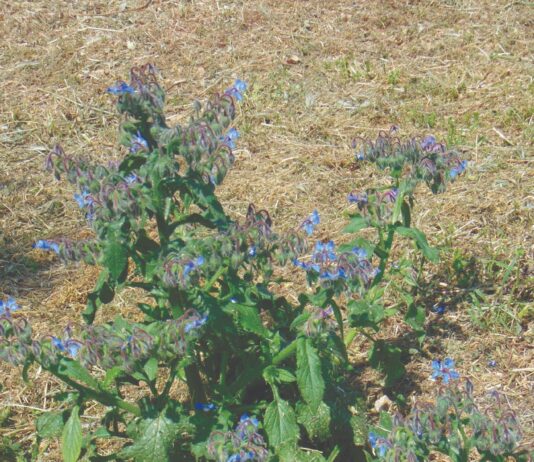 Za bolji rad srca - buraža