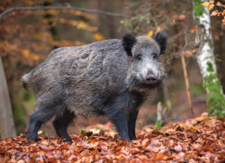 Afrička svinjska kuga – najveća prijetnja hrvatskom svinjogojstvu