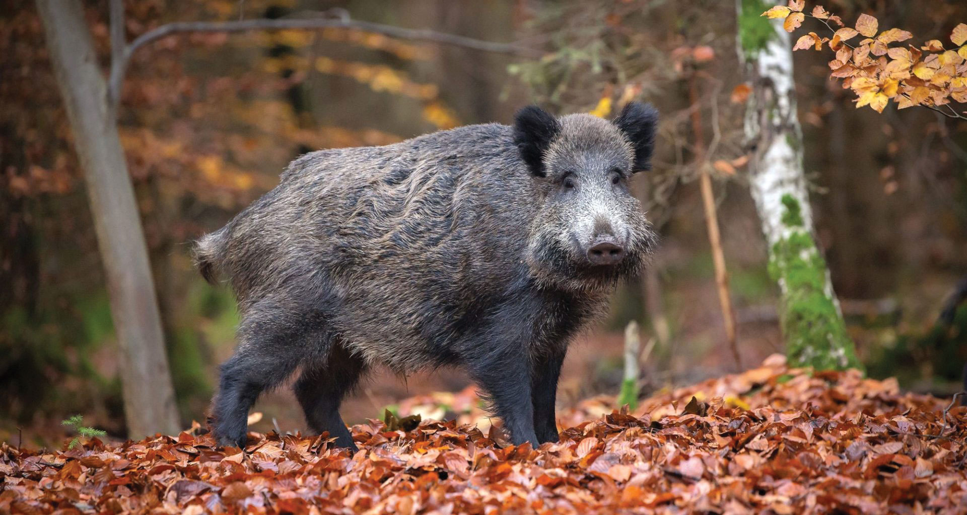 Afrička svinjska kuga – najveća prijetnja hrvatskom svinjogojstvu