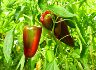 Ekološki uzgoj paprike