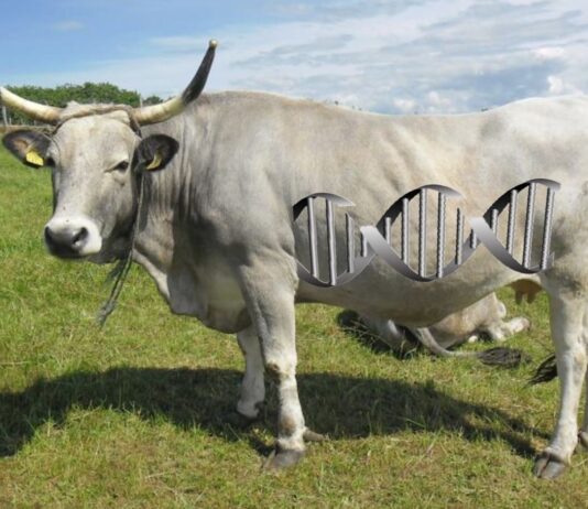 Banka gena za očuvanje domaćih životinja! Banka gena za očuvanje domaćih životinja!