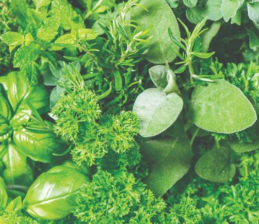 Bosiljak, matičnjak i menta – isplati li se proizvoditi ih? Bosiljak