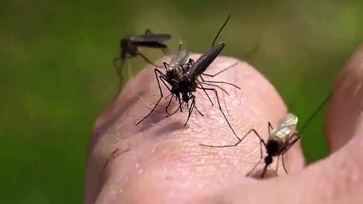 najezda komaraca komarci