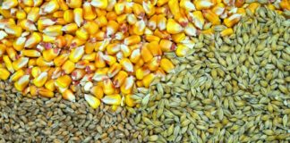 uzgoj žitarica kukuruz suša