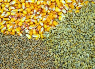 uzgoj žitarica kukuruz suša