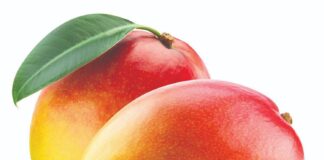 Posadite mango-najrasprostranjeniju vrstu tropskog voća