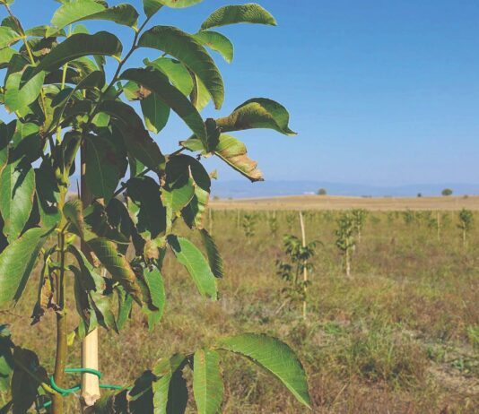 Gdje su plodovi ekoloških nasada?