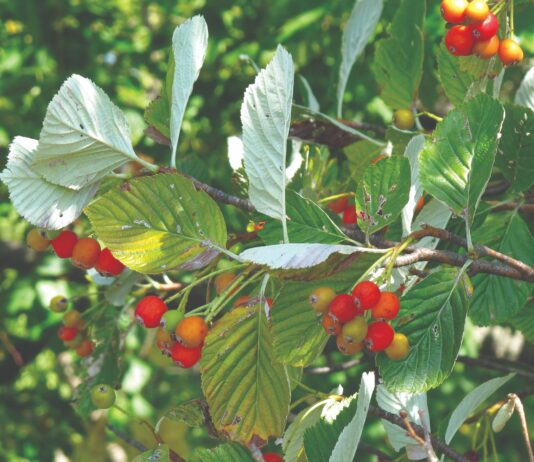 Posljednja mukinja u Dubokom dolu