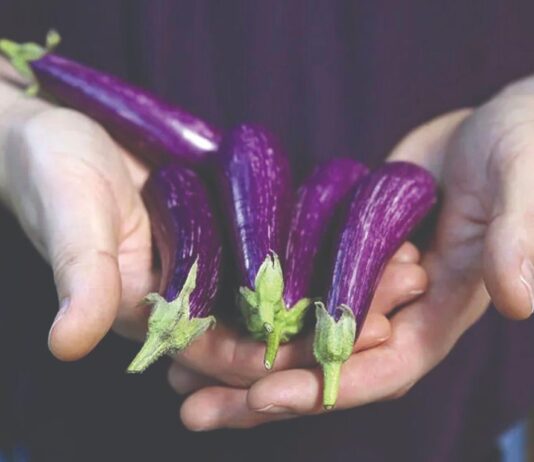 Mini povrće donosi maksimalne cijene