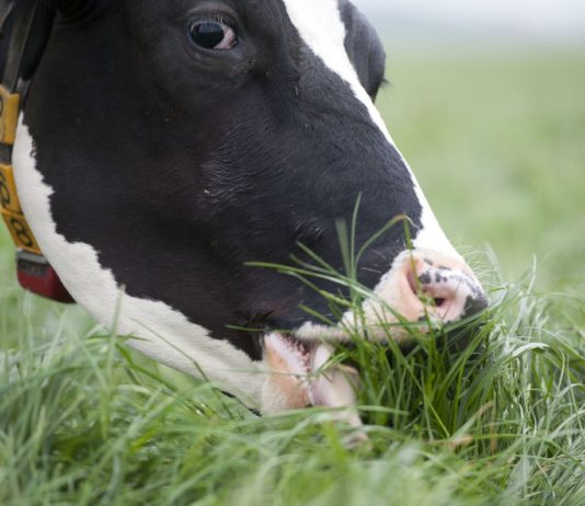krave pasu travu