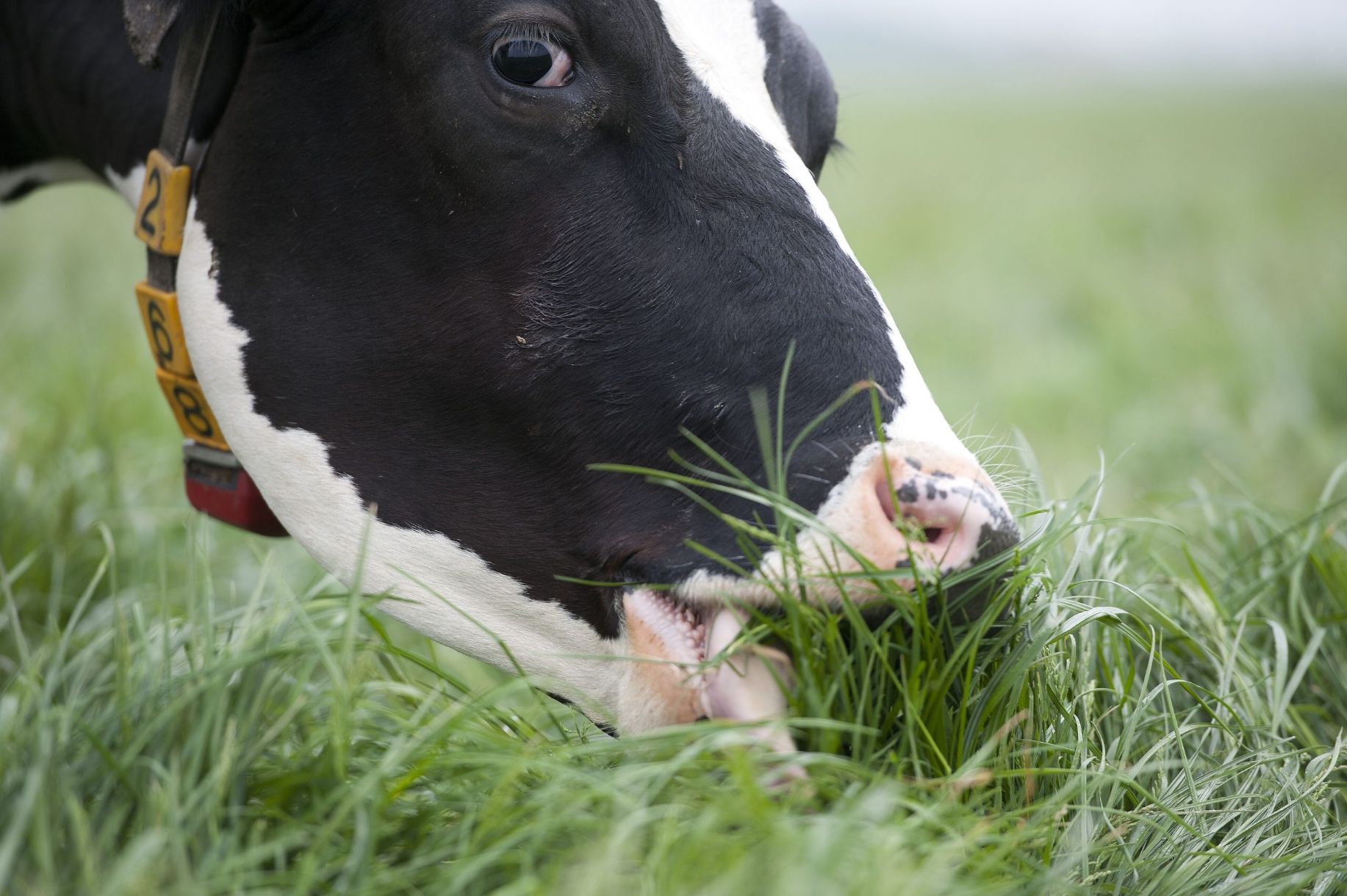 krave pasu travu