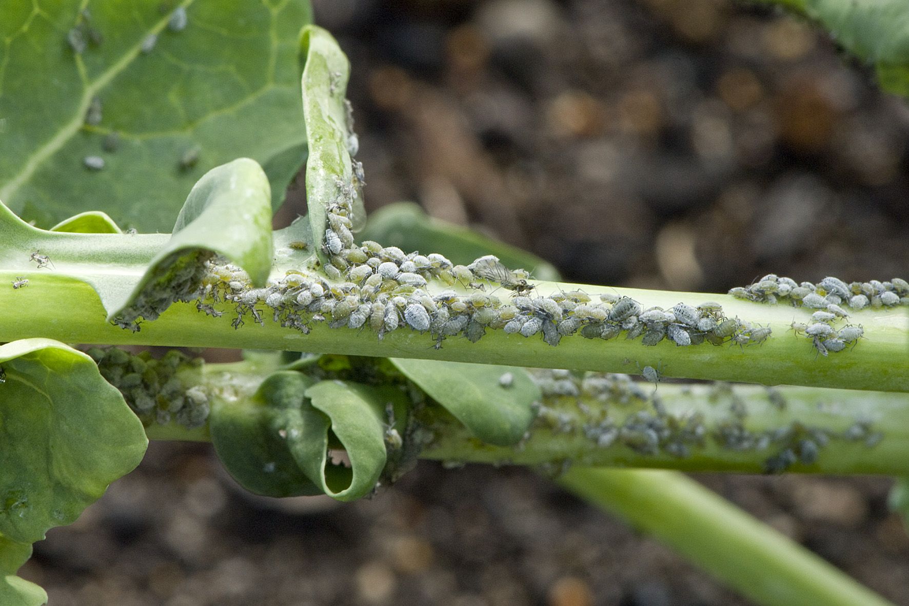 Riješite se štetnika na ekološki način pomoću insekticida Neemazal ® T/S i Pyregard