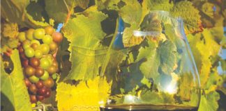 novi propisi u vinogradarstvu i vinarstvu