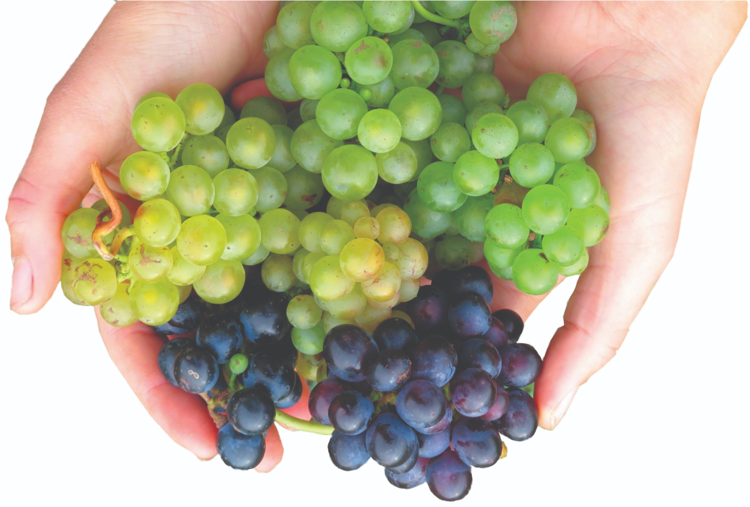 sorte vinove loze otporne na bolesti