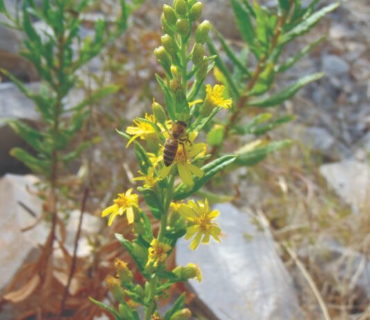 Ljepljivi oman vrlo je koristan