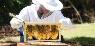 pripreme za novu pčelarsku sezonu pčele