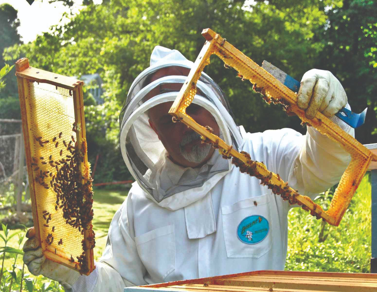 pčele i pčelinjak