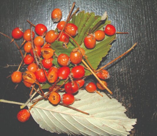 Mukinje su vrijedan izvor hrane Mukinje su vrijedan izvor hrane