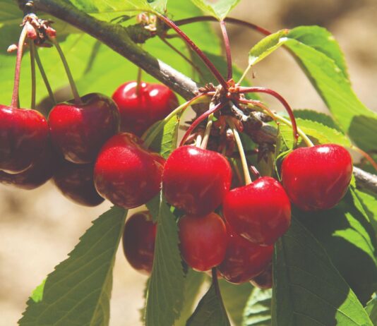 Trešnja - isplati li se uzgajati?