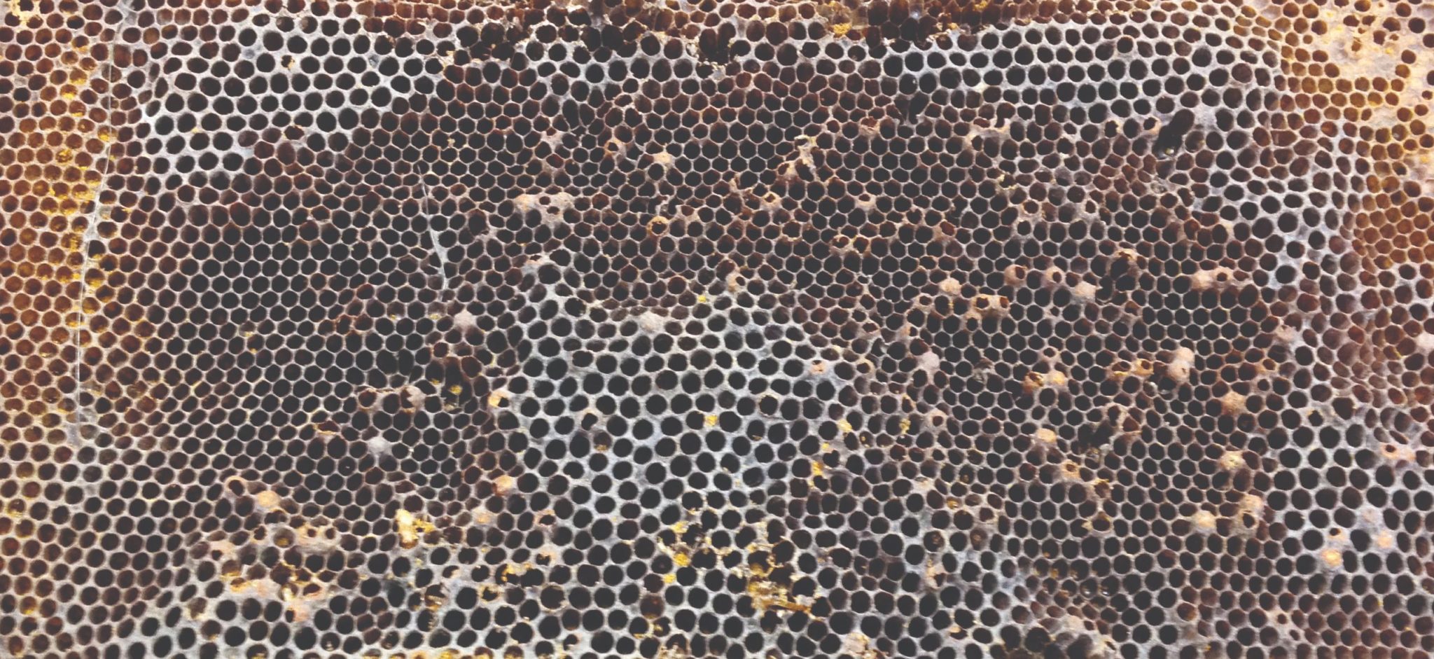 praćenje gubitaka pčelinje zajednice gubitci pčelinje zajednice