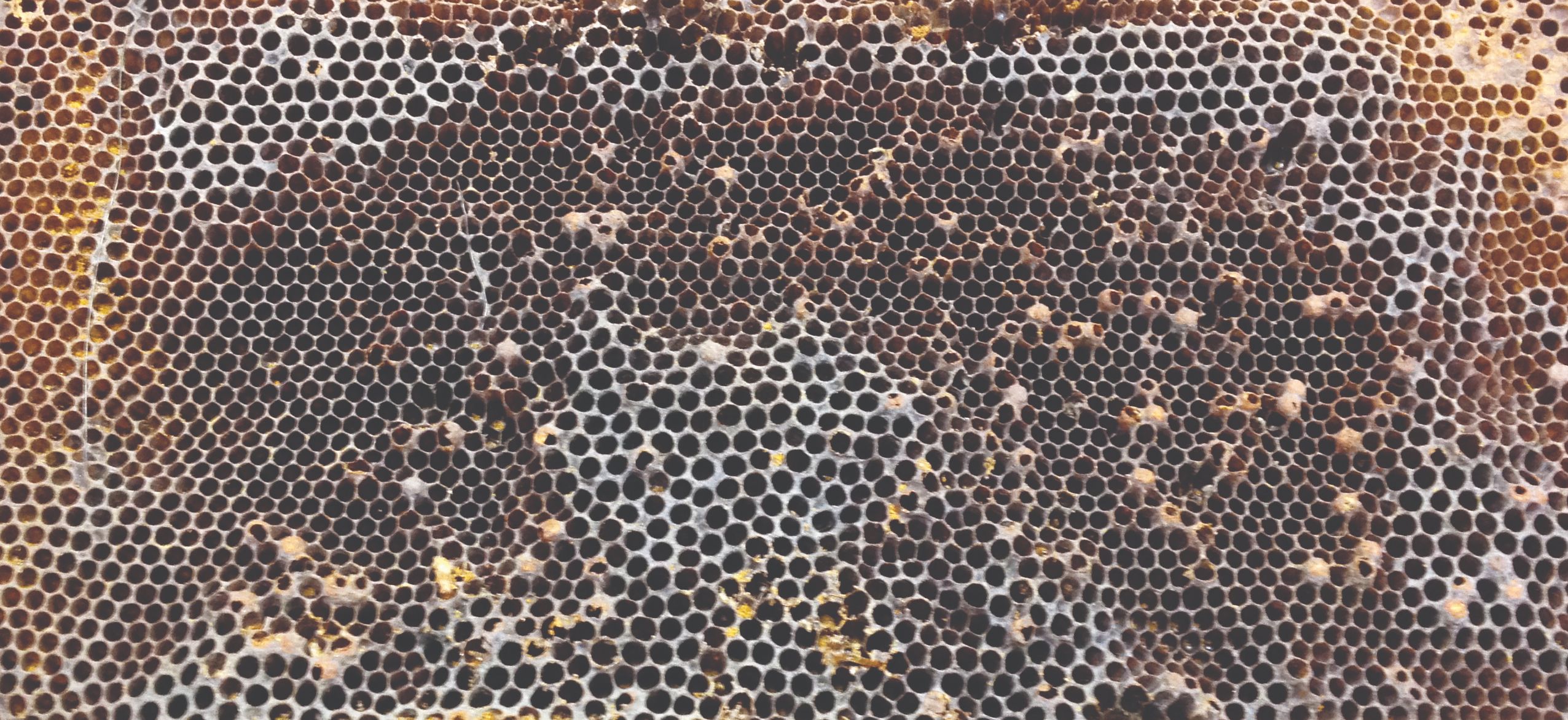 gubitci pčelinjih zajednica gubitci pčela