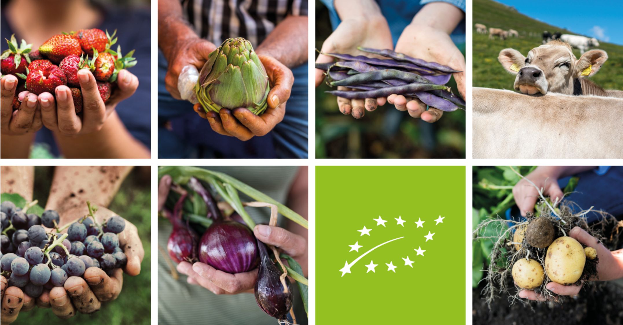 ekološka poljoprivreda u eu organski uzgoj ekološka poljoprivreda u europskoj uniji