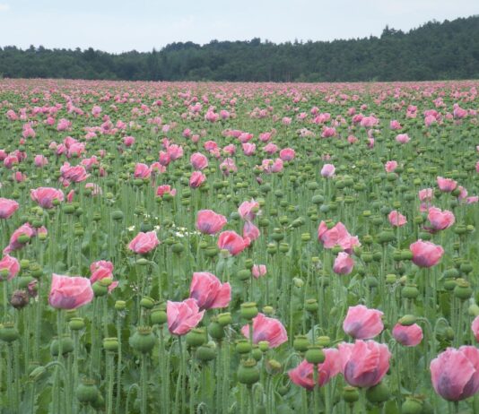 Mak - isplati li se proizvoditi ga?