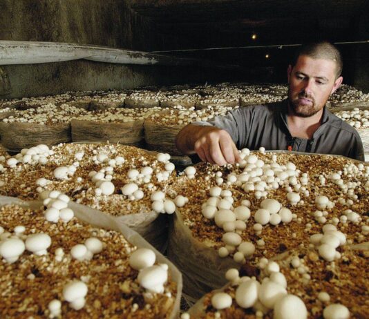 Koje se gljive najviše isplati uzgajati? Koje se gljive najviše isplati uzgajati?