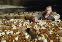 gljive uzgoj gljiva koje gljive uzgajati