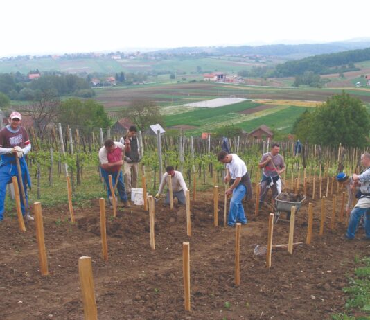 Ekonomske prednosti i nedostaci višegodišnjih nasada