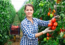 chromos agro plodovito povrće zaštita plodovitog povrća