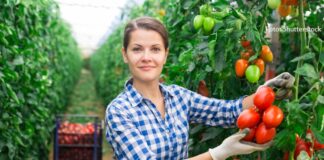 chromos agro plodovito povrće zaštita plodovitog povrća