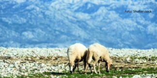 prihvatljiva površina krških pašnjaka u arkod-u krški pašnjaci arkod