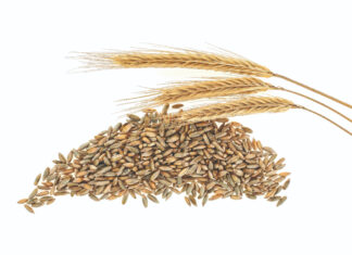 Iako se kod nas manje uzgaja, raž je hranjiva žitarica