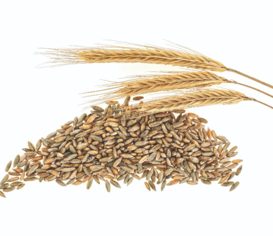 Iako se kod nas manje uzgaja, raž je hranjiva žitarica