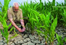 klimatske promjene izbor hibrida kukuruza